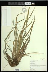 Carex gracilescens
