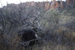 Commiphora