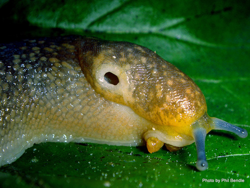 Yellow Cellar Slug