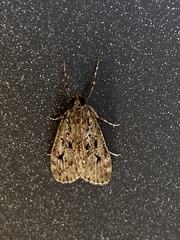 Eudonia truncicolella