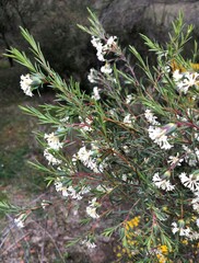 Pimelea stricta