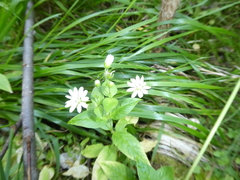 Stellaria bungeana