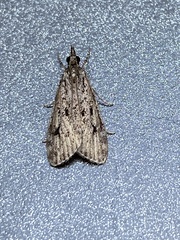 Eudonia truncicolella
