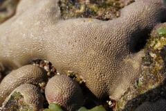 Porites