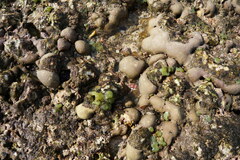 Porites