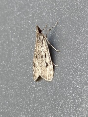 Eudonia truncicolella