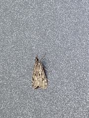 Eudonia truncicolella