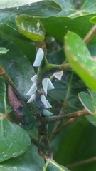 Sanurus