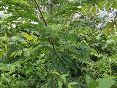 Senegalia polyphylla