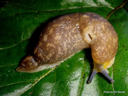 Yellow Cellar Slug