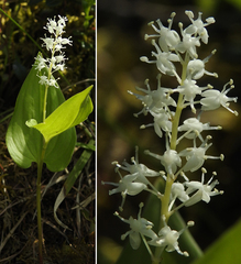 Maianthemum bifolium