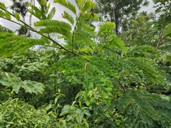 Senegalia polyphylla