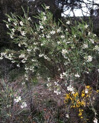 Pimelea stricta