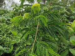 Senegalia polyphylla