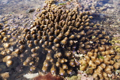 Acropora gemmifera