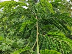 Senegalia polyphylla