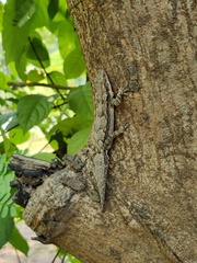 Hemidactylus leschenaultii