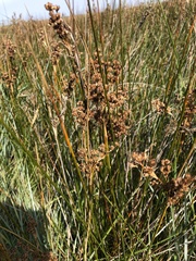 Juncus maritimus