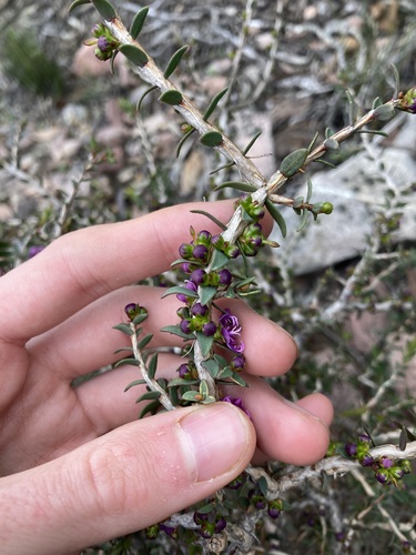 Melaleuca violacea, photograph 5