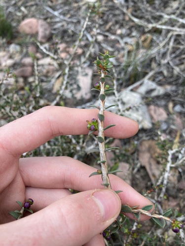 Melaleuca violacea, photograph 6