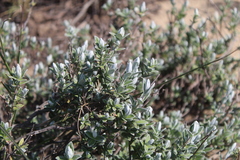 Pteronia ovalifolia