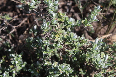 Pteronia ovalifolia