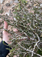 Melaleuca violacea