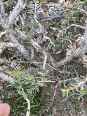 Melaleuca violacea