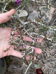 Melaleuca violacea