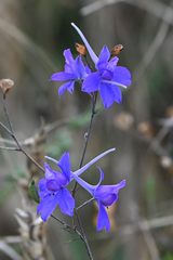 Delphinium consolida consolida