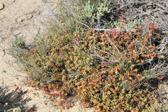 Crassula subaphylla subaphylla