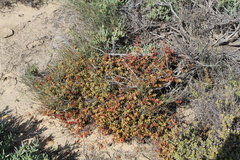 Crassula subaphylla subaphylla