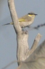 Gavicalis virescens