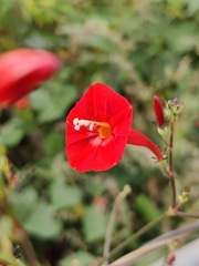 Ipomoea hederifolia