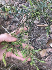 Ericaceae