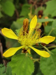 Erinocarpus nimmonii