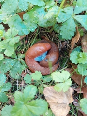 Arion vulgaris