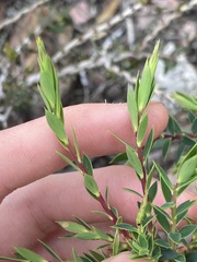 Ericaceae