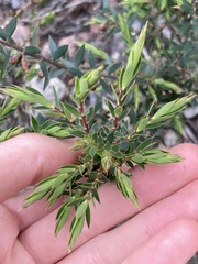 Ericaceae