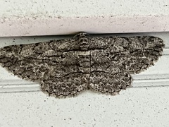 Anavitrinella pampinaria