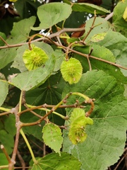 Erinocarpus nimmonii