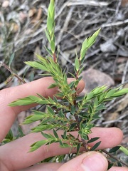 Ericaceae