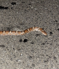 Lampropeltis triangulum