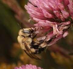 Anthophora montana