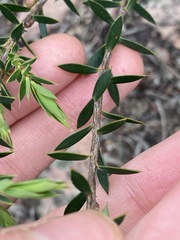 Ericaceae