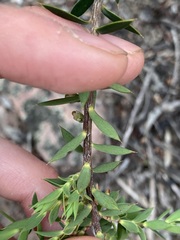 Ericaceae