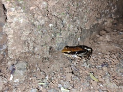 Hydrophylax bahuvistara