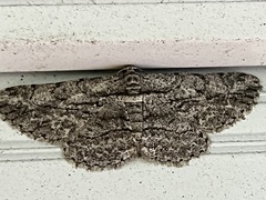 Anavitrinella pampinaria