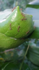 Oecophylla smaragdina