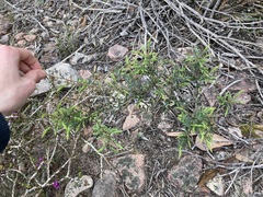 Ericaceae